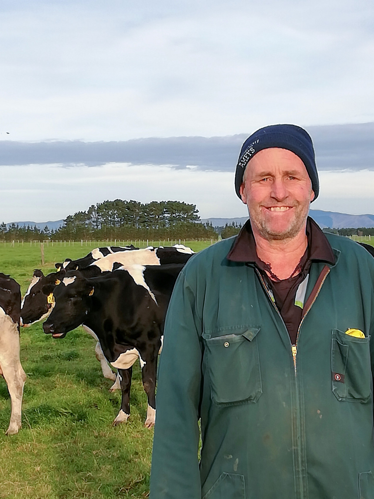 Grazing cows: it’s all about efficiency