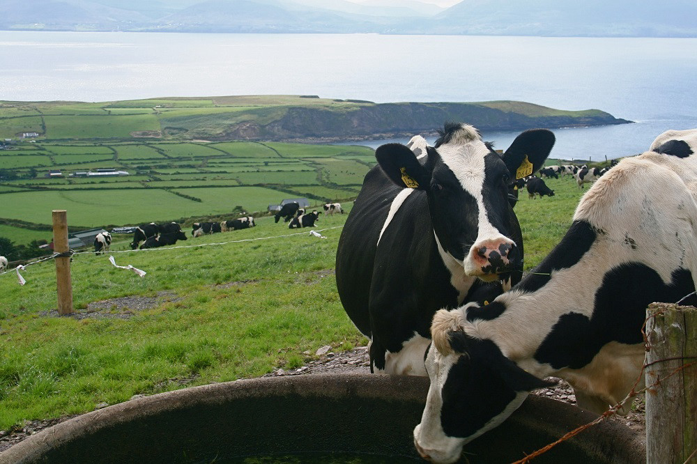 BullWise nuevo distribuidor principal de toros CRV en Irlanda e Irlanda del Norte