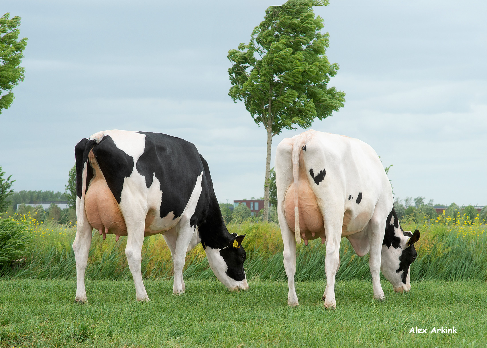 Daughters of Ranger, the most used sire in the financial year 2020-2021 at the Sturkenboom family’s farm in Schalkwijk