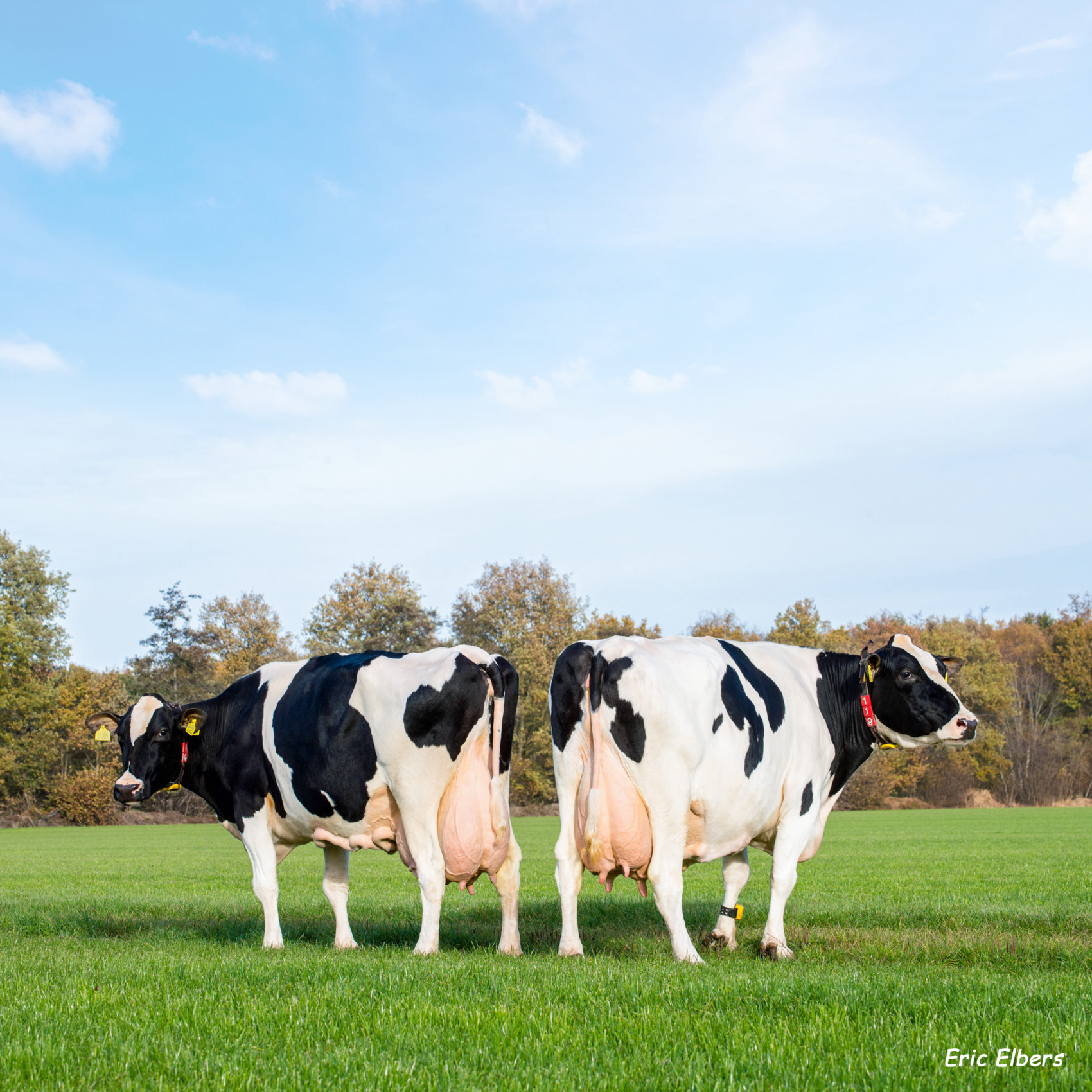 Two cows in grassland