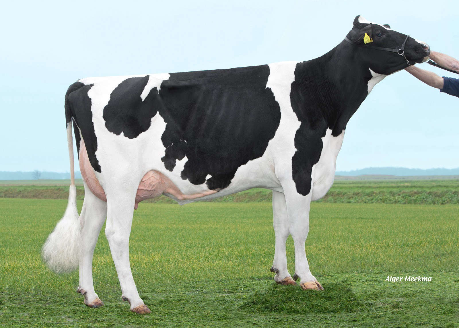 Delta Dunja (AB 86, Esperanto x Riverboy), betovergrootmoeder van Steadfast P.