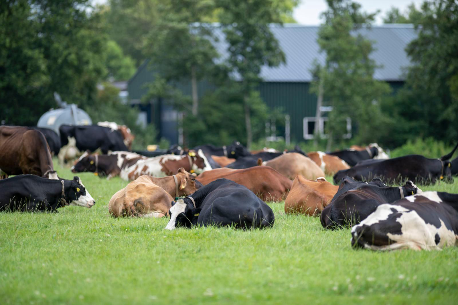 Koeien zijn echte  kuddedieren: het  liefst doen ze alles  samen, ook liggen  herkauwen