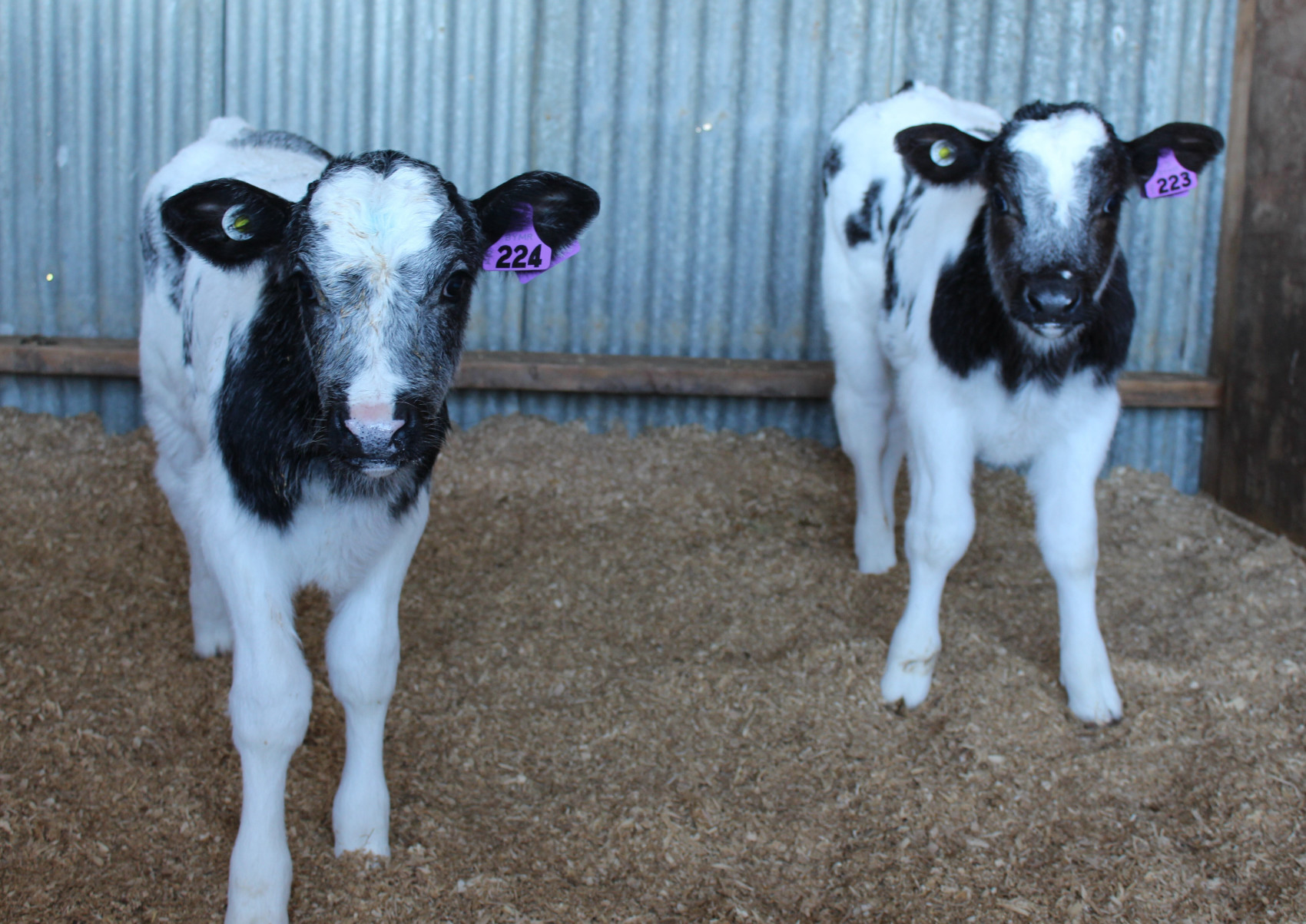 CRV belgian blue calves