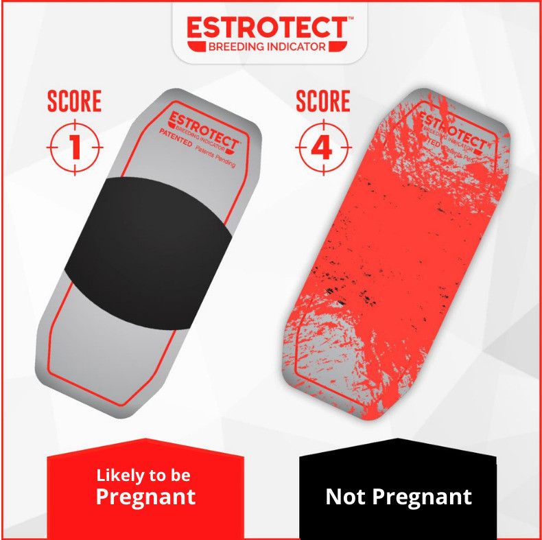 Help confirm cow pregnancy status with Estrotect