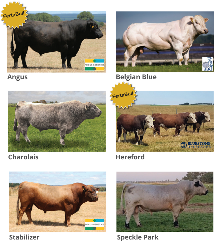 Dairy beef sires
