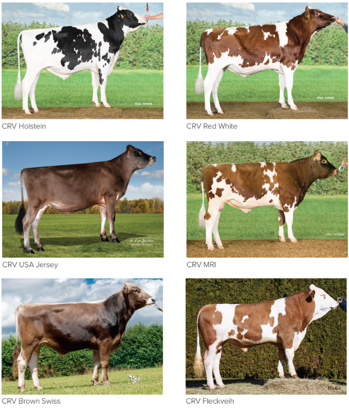 CRV Global Sires available breeds