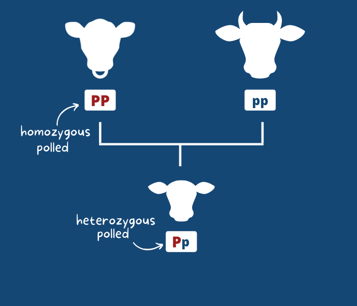 Homozygous polled vs heterozygous polled in cows
