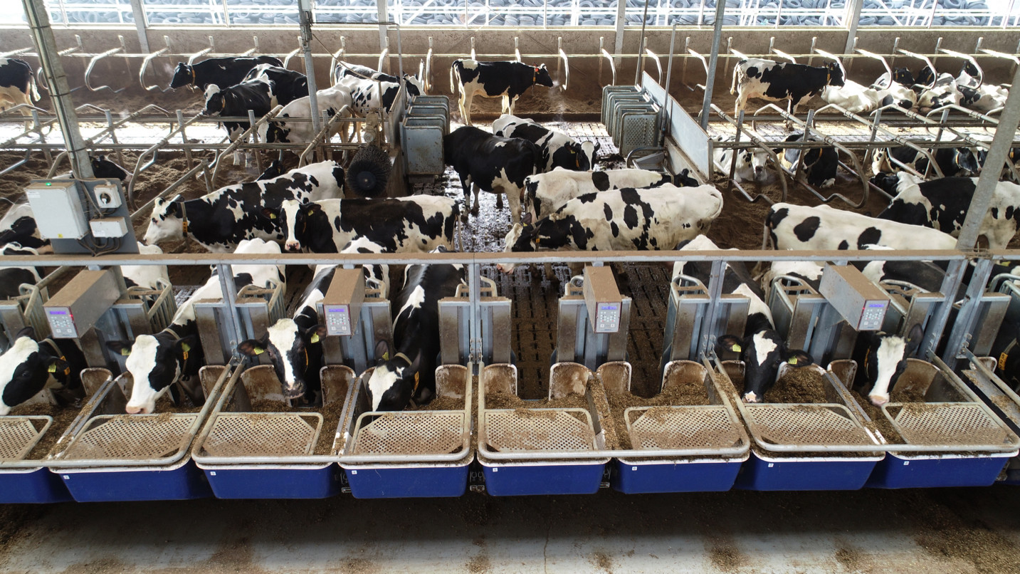 Feed efficiency reveals huge differencesIn the test groups the animals are fed individually