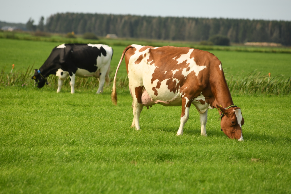 Koeien buiten in weide van Albring uit Drouwenermond