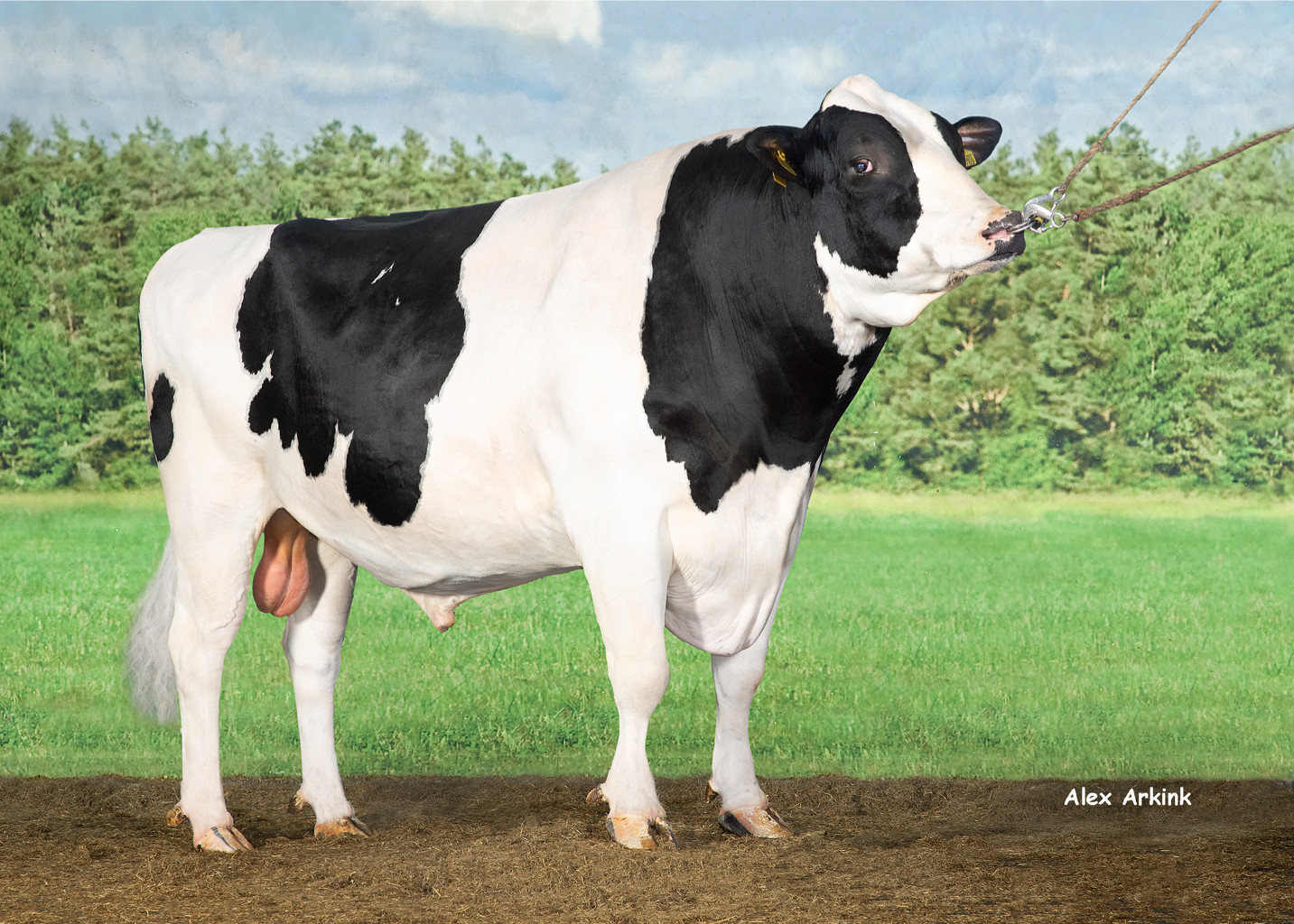 hoog tragedie vertrouwen Gehalterijke CRV-stieren vormen route naar gezonde en efficiënte koeien -  CRV