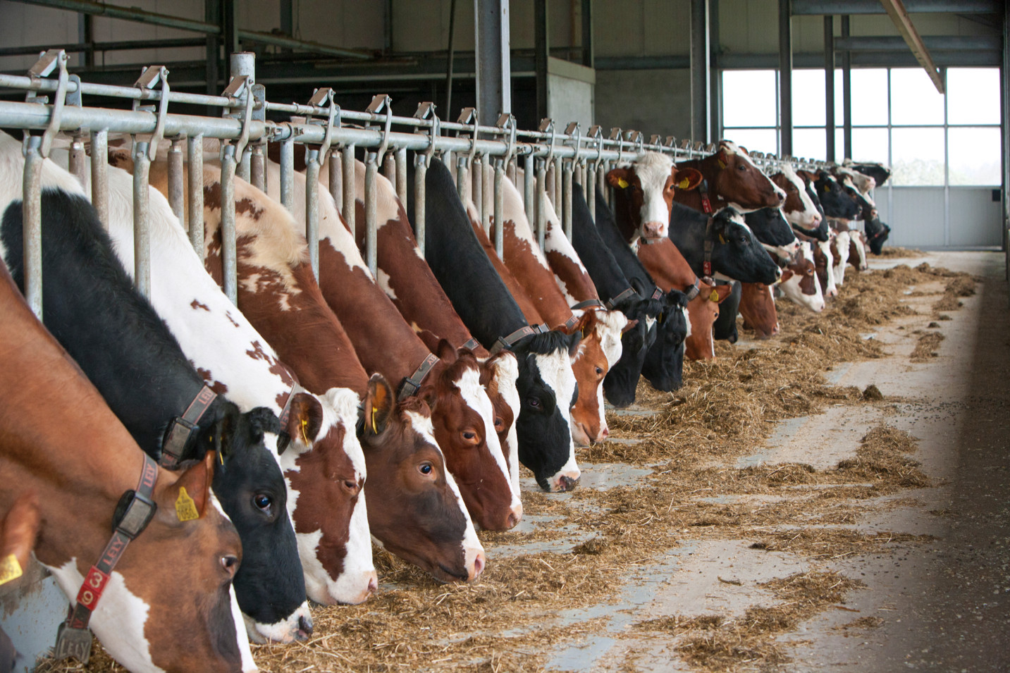 Gehalterijke CRV-stieren vormen route naar gezonde en efficiënte koeien