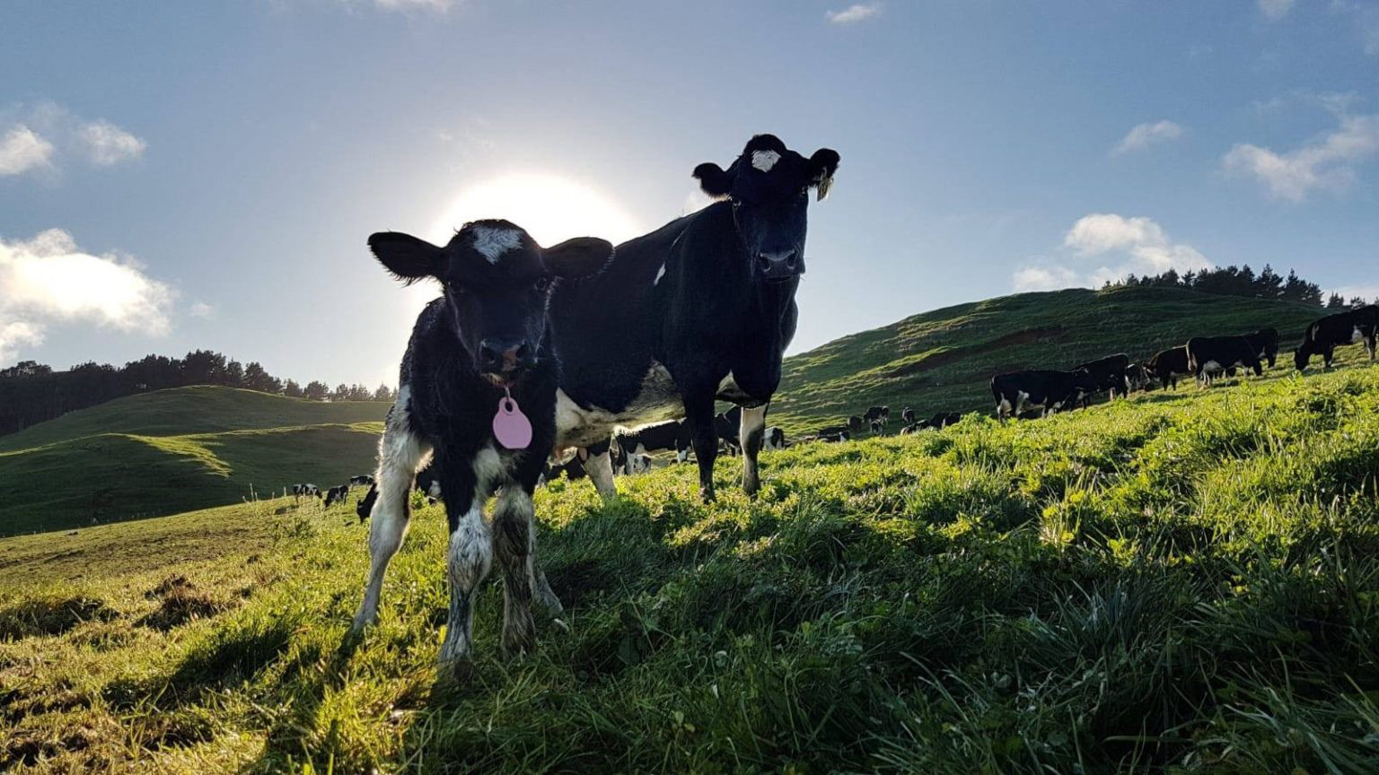 Breeding climate friendly cows