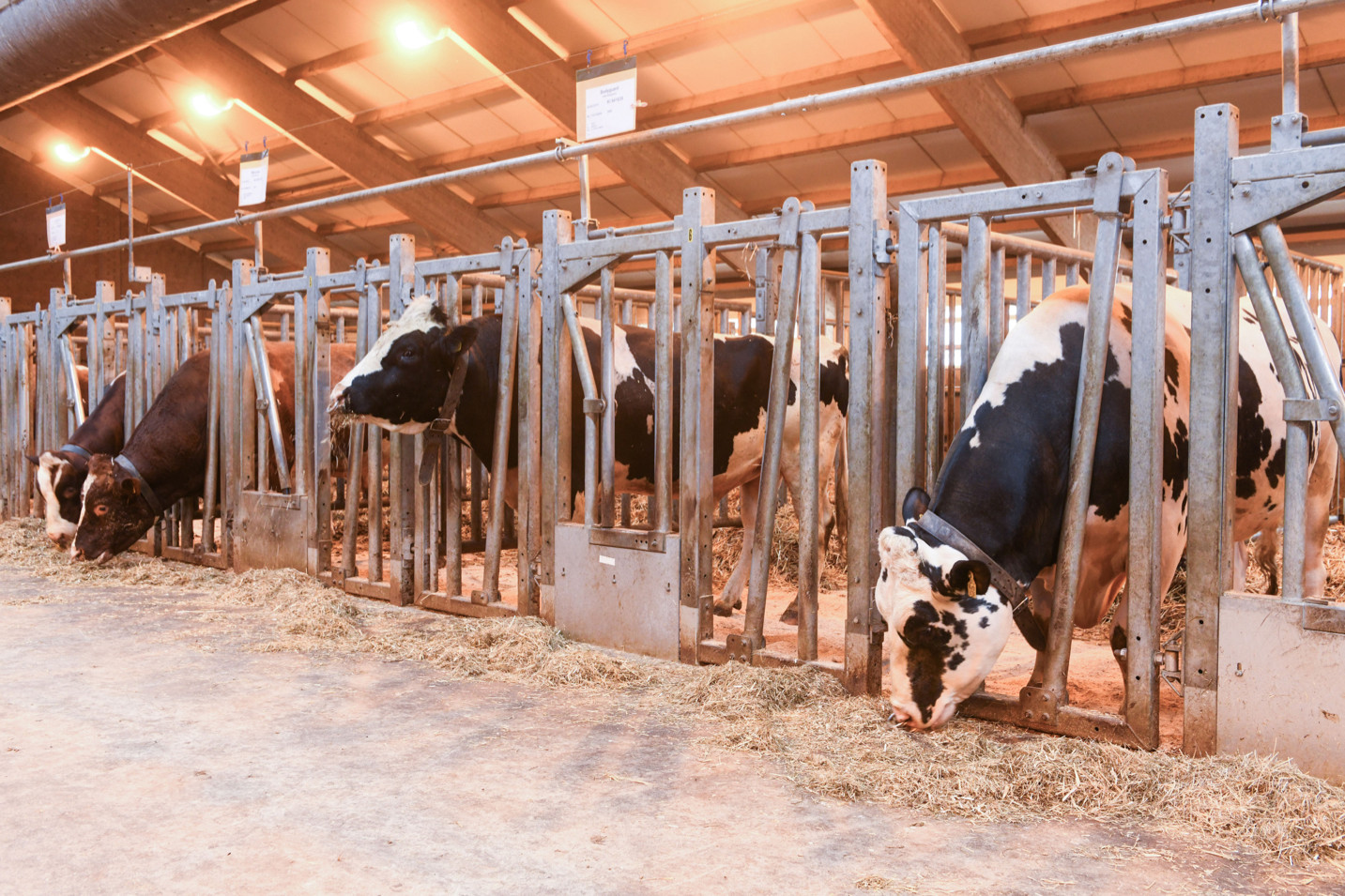 CRV’s facility for bulls in Harfsen has been extensively renovated