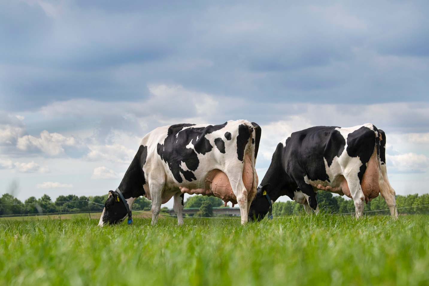 The lifetime production of Dutch dairy cows jumped to record levels in 2019-2020