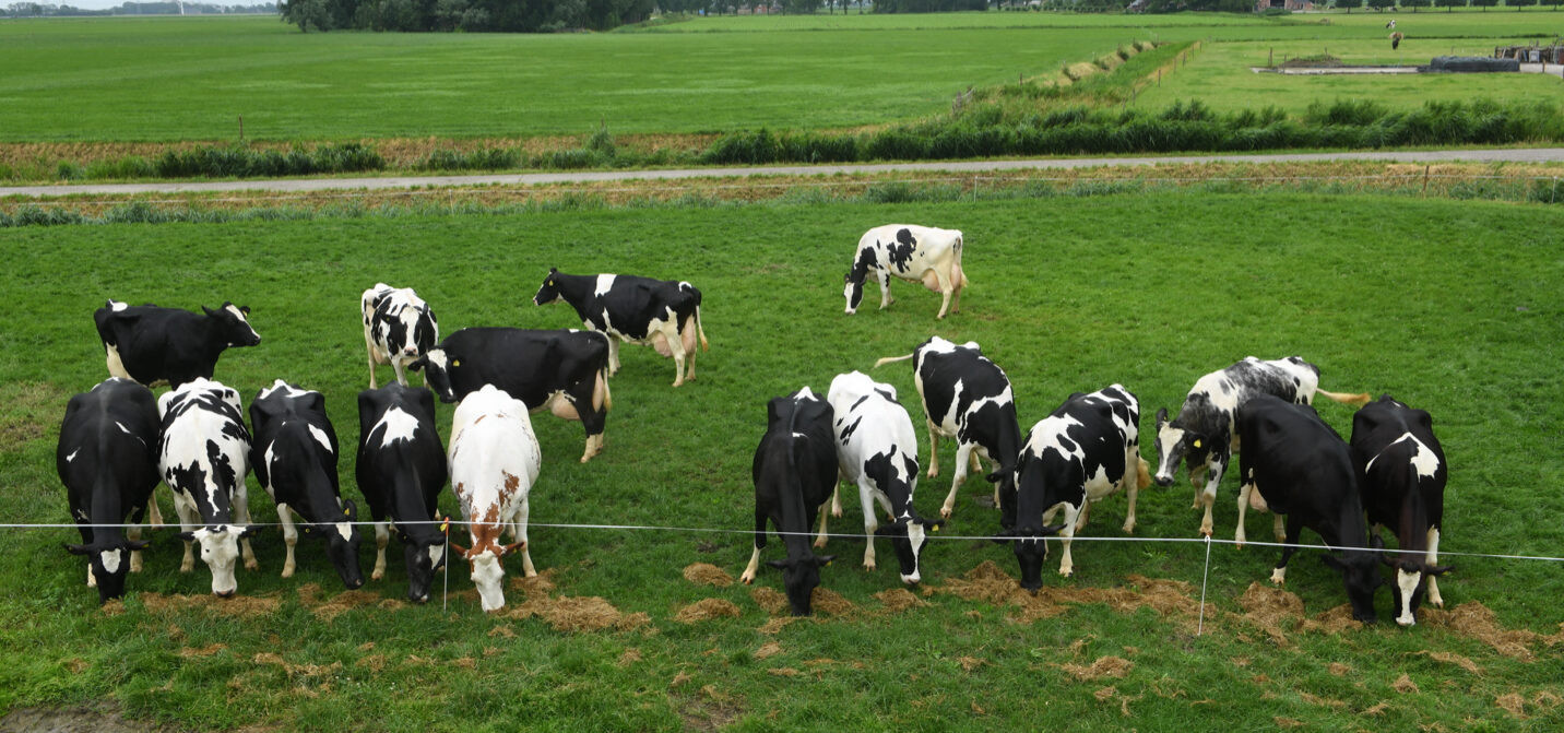 The cows of the Mooijman farm in Westerwijtverd produced an average of 15,106kg milk