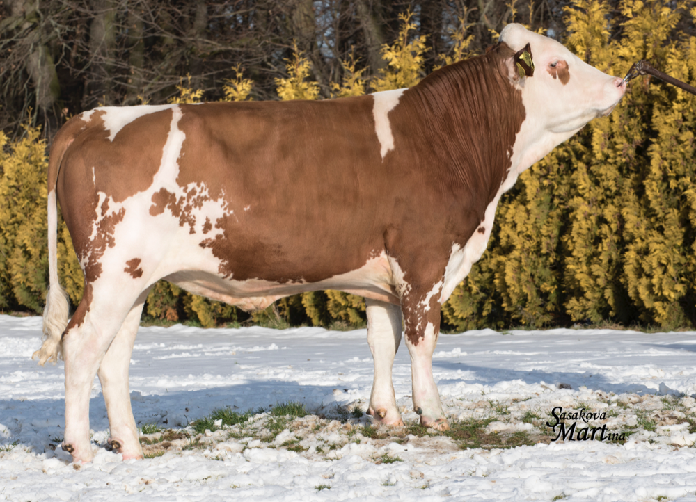 Bull Warlock (Weissensee x Hugoboss x Mint)