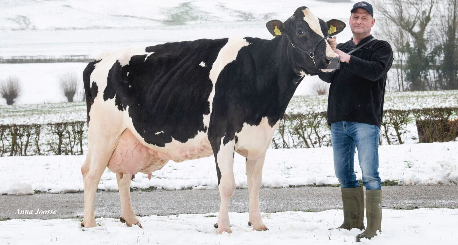 Ejemplar de la cría de Apina Nadja produce 100.000 KG de leche