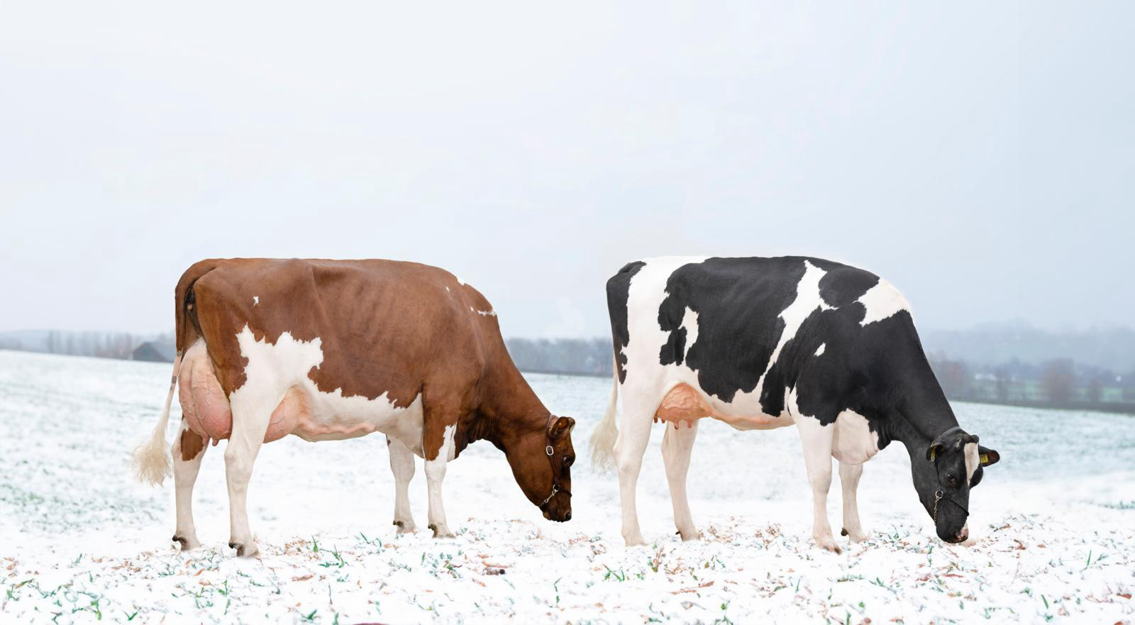 Winter koeien