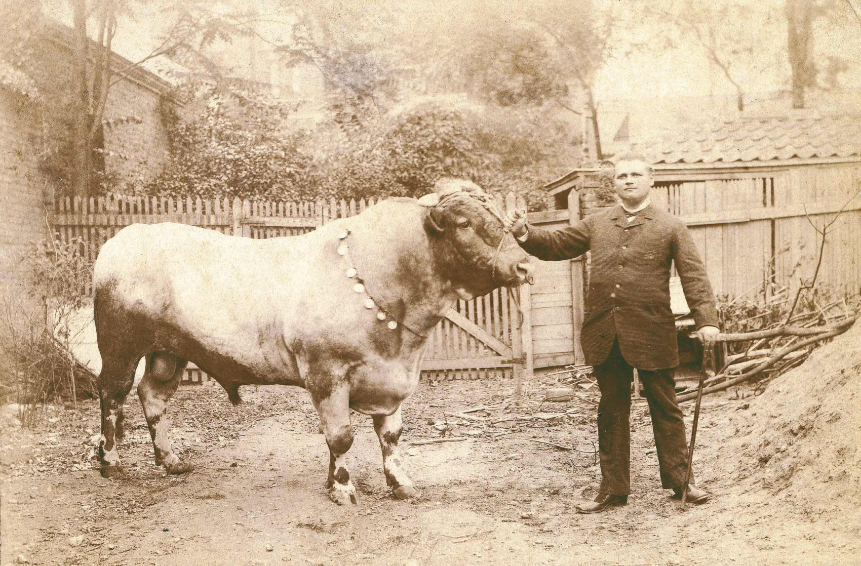 A herdbook was created to register the origin and pedigree of cows and bulls.