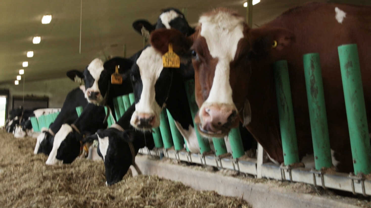Cows Van der Meulen dairy