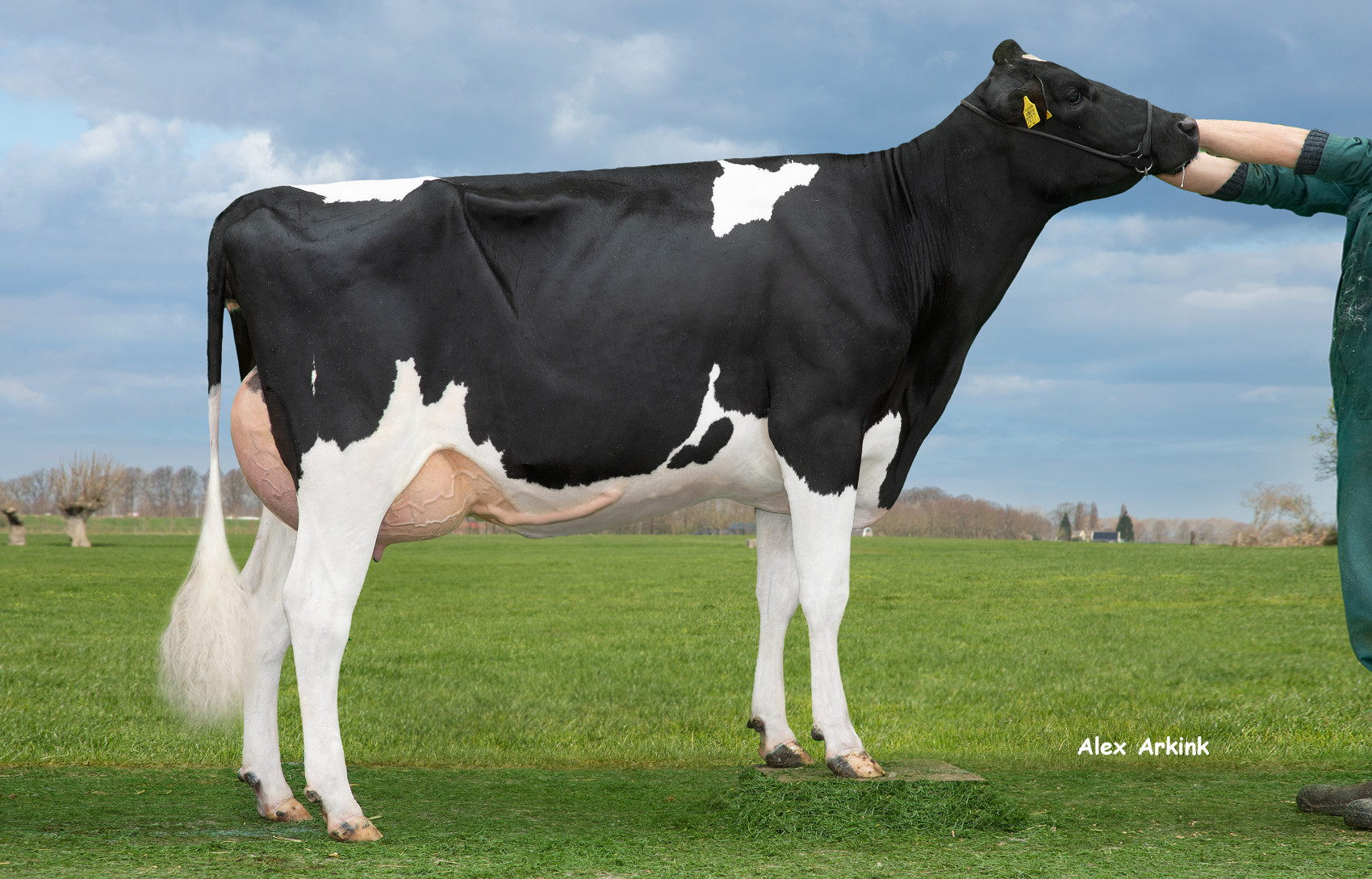 VBL Menta 509 produceerde als vaars bijna 22.000 kg melk met 4,08% eiwit