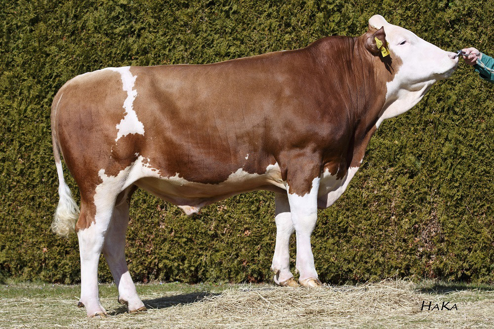 CRV offers Fleckvieh breeders a diverse range of bulls