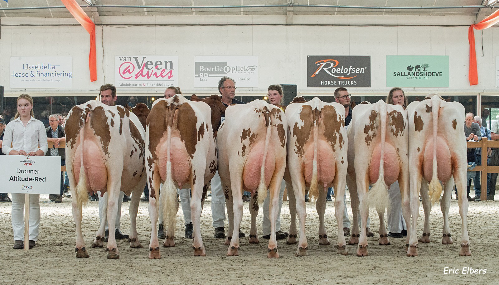 Dochtergroep Drouner Altitude op de Nationale Roodbontshow