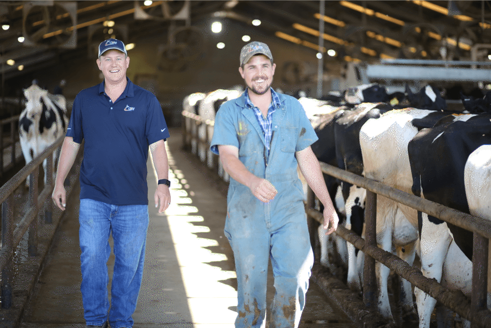 Expert article: 5 genetic strategies that increase dairy farm profits