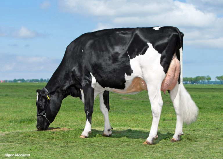 Delta Shine (v. Bouw Finder), hoogproductief en moeder van ingezette InSire-stieren