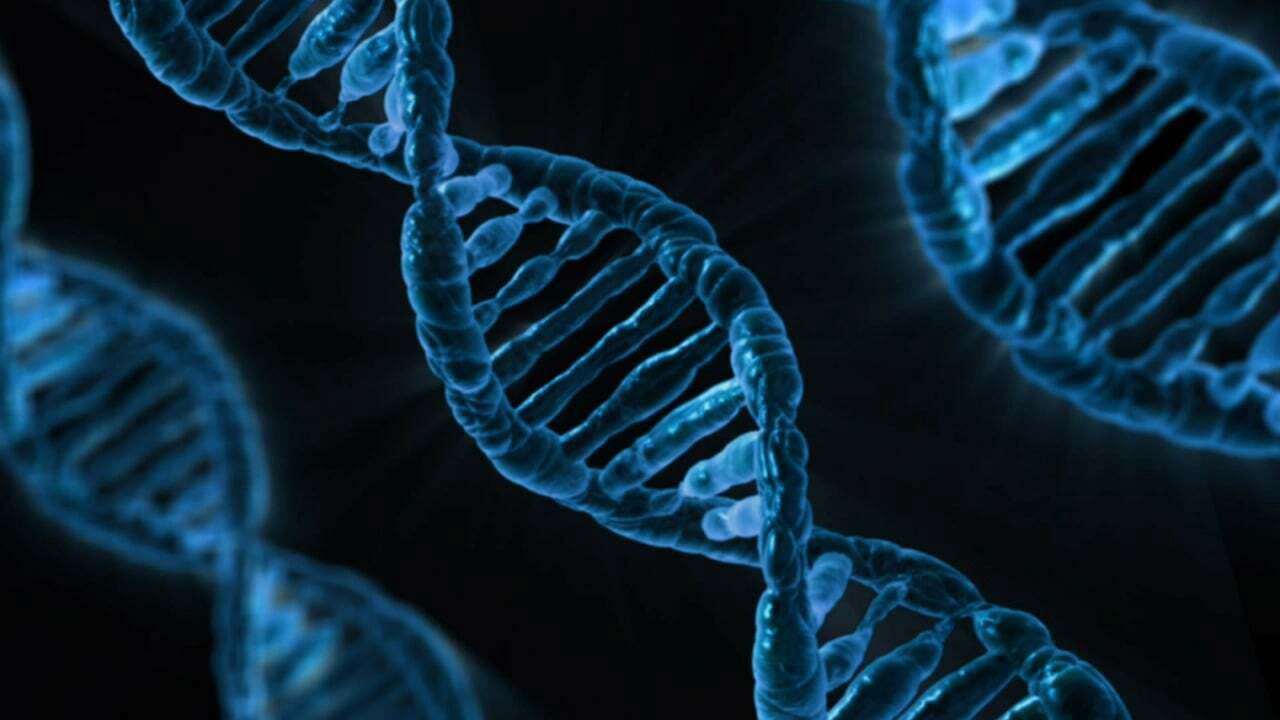 Betrouwbaarheid genoomfokwaarden stijgt