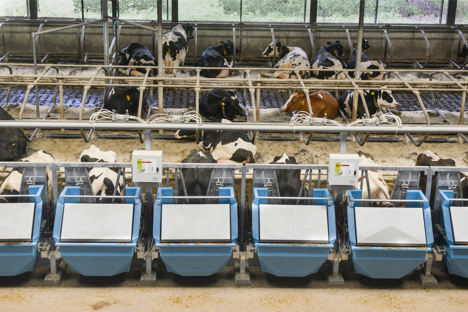 Background article on the relationship between feed efficiency and roughage intake utilisation