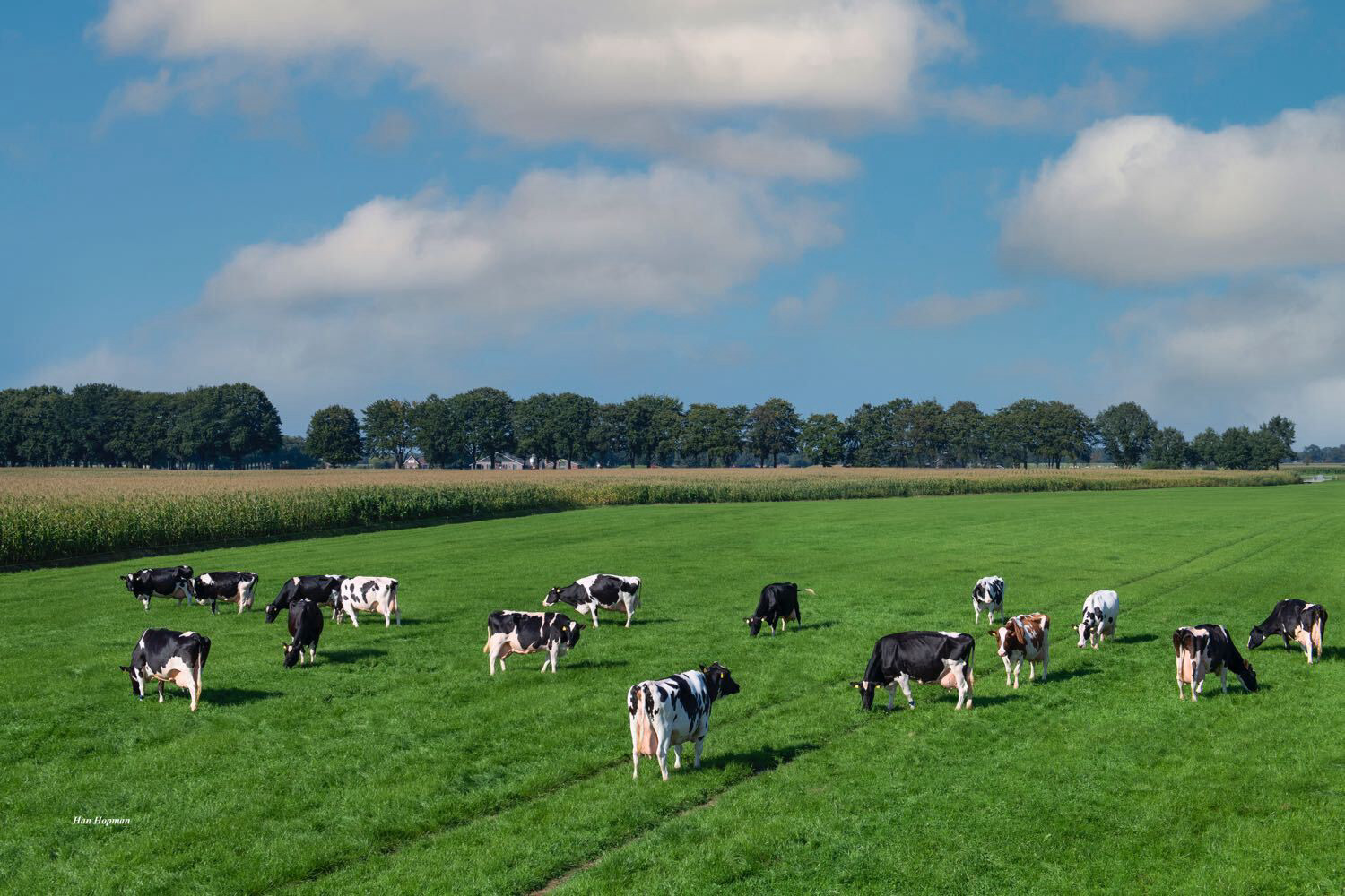 Longevity of Dutch dairy cows increased last year