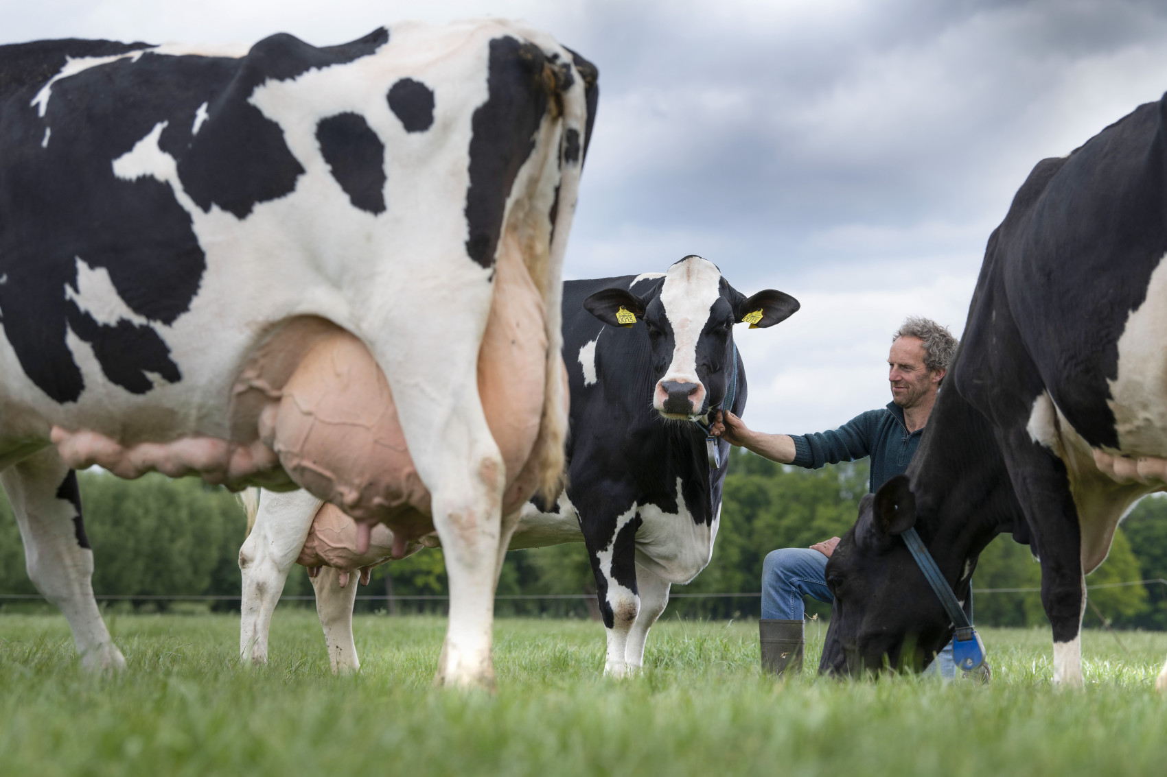Bedrijfsinspectie bij CRV testbedrijf Vernooij toont uniforme kwaliteit veestapel