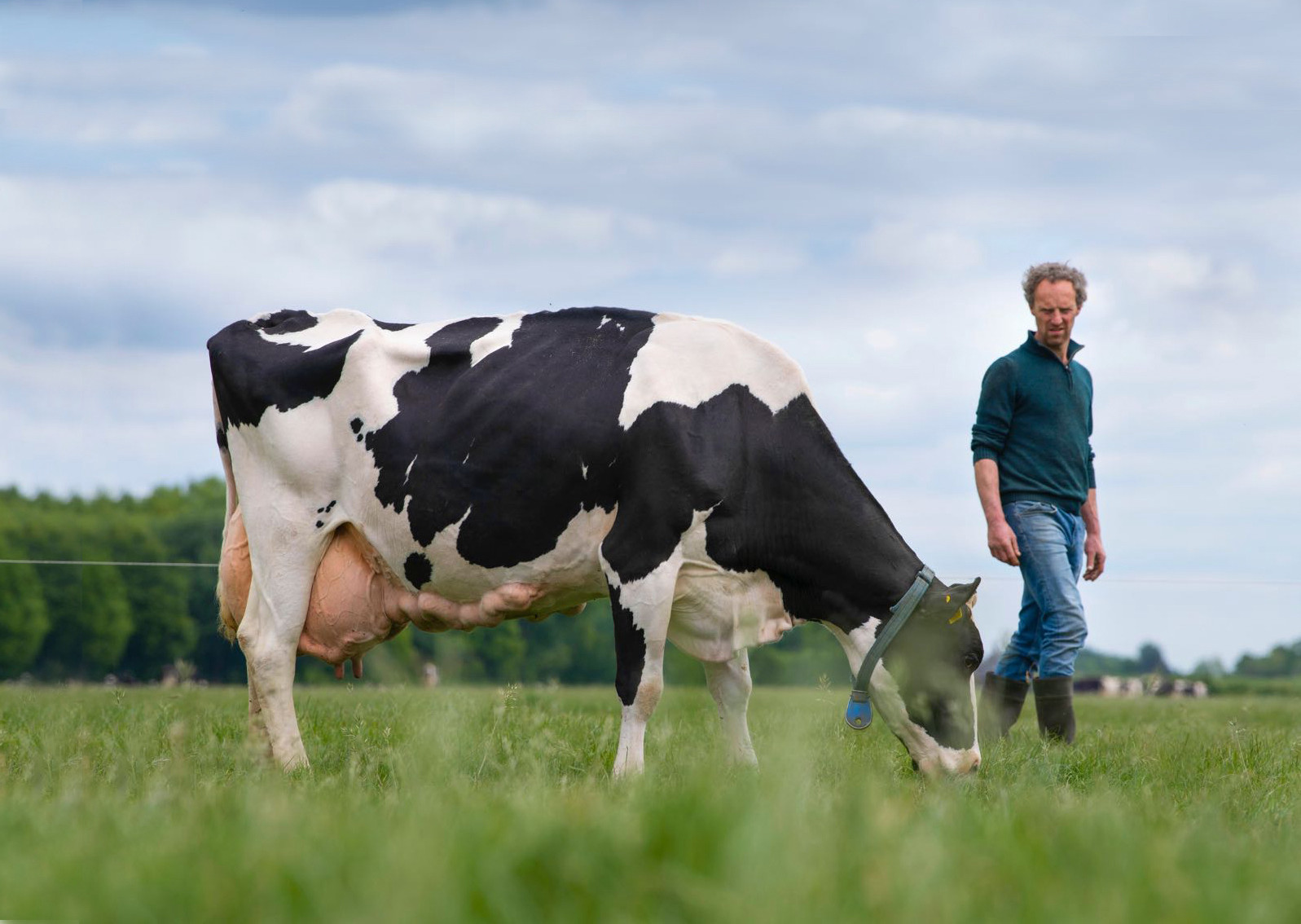 Thousands of Euros additional yield per cow with longer lifespan