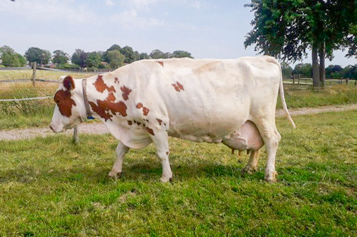 Roza 25 v. Thimo  Ext. 88 AV - levensproductie 101.418 kg melk – 4,32% vet en 3,69% eiwit - 125+ lactatiewaarde.