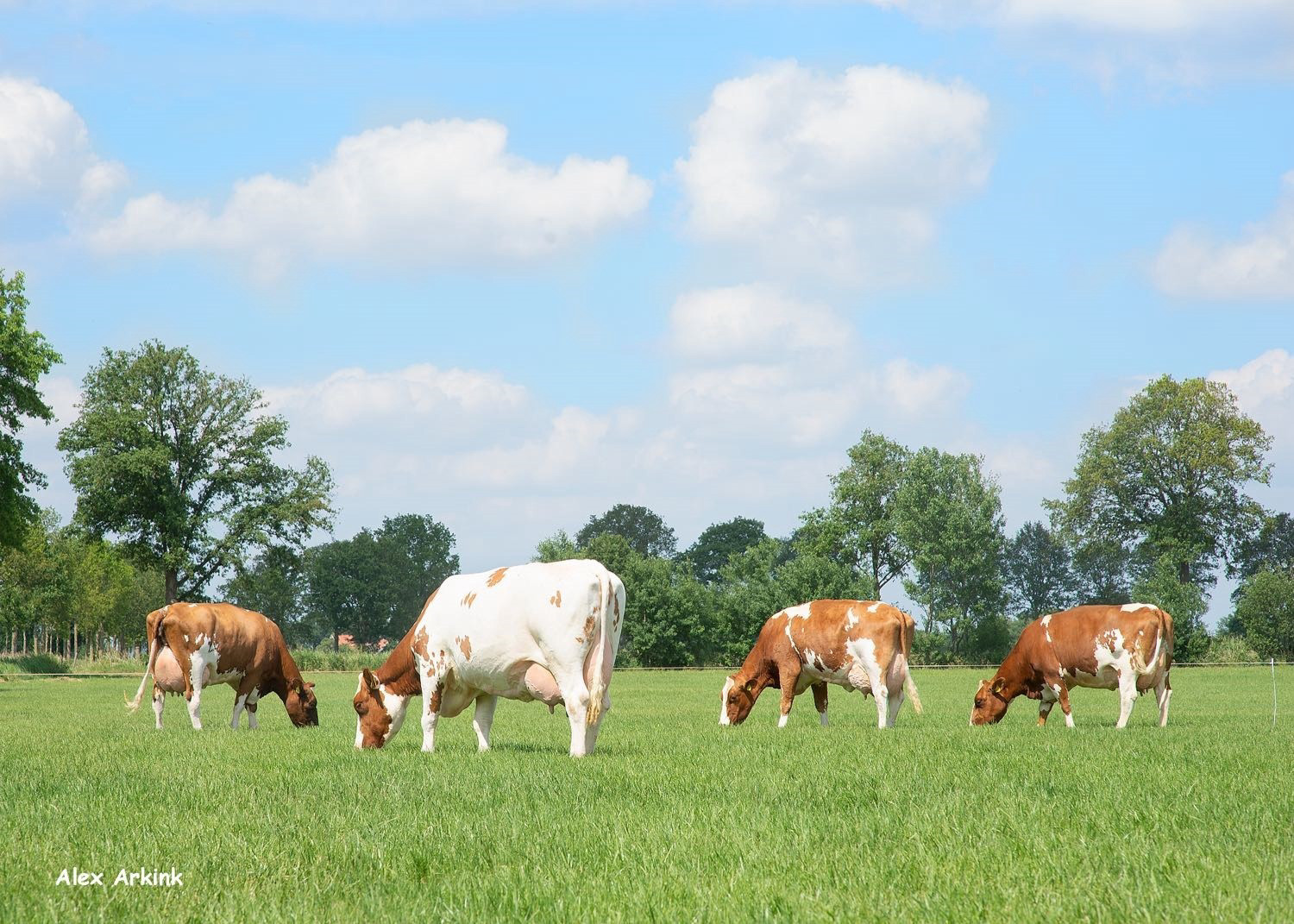 Vacas en el prado