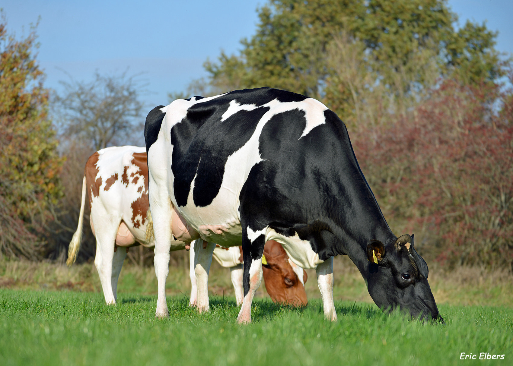 在2021-2022财政年度，荷兰奶牛的平均终生产奶量增加了近1800公斤，达到37401公斤，奶牛的寿命增加了近两个月