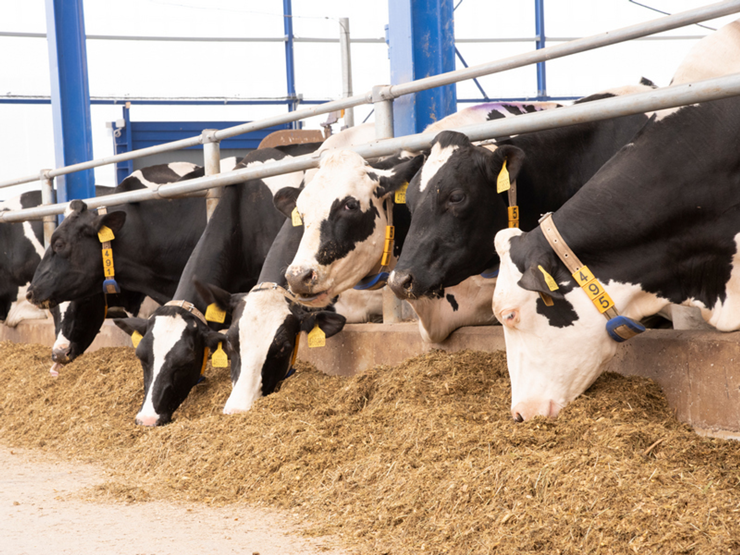 Cvc Cow CRV - Better Cows > Better Life - CRV
