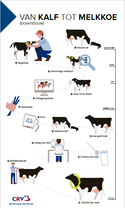 Poster 'Van kalf tot melkkoe' deel 2
