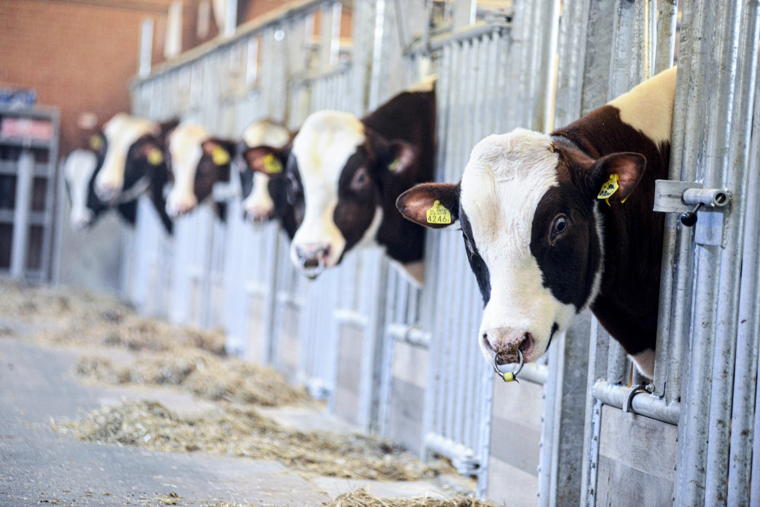 Cvc Cow CRV - BETTER COWS > BETTER LIFE - CRV