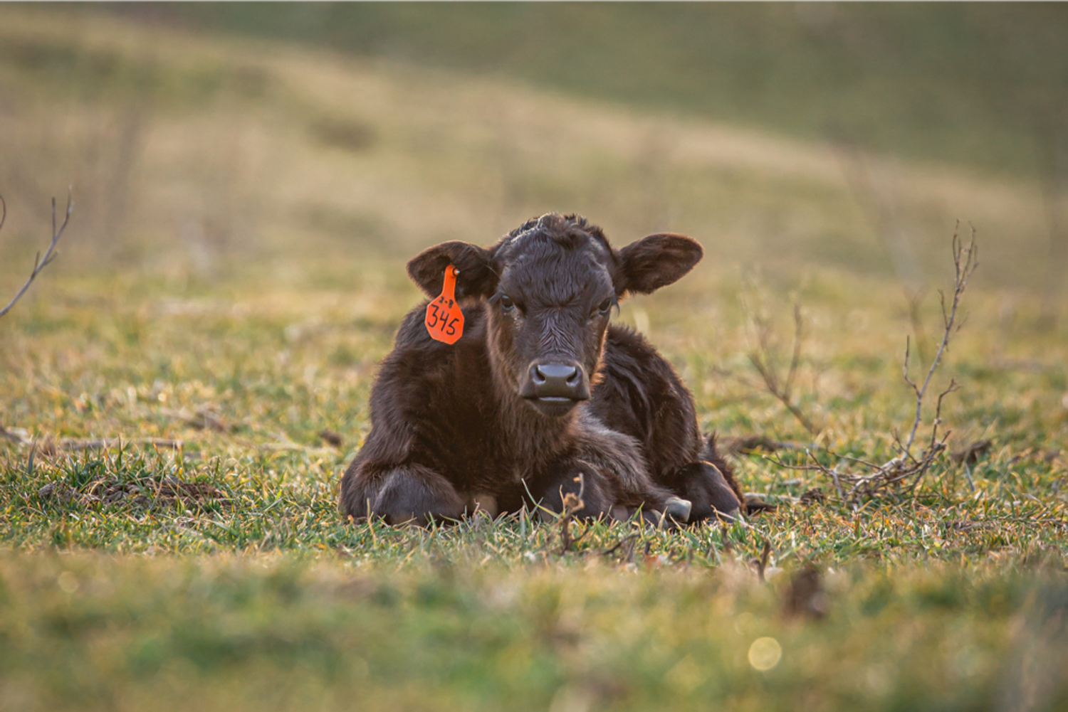 Cvc Cow CRV OptimalBeef - CRV