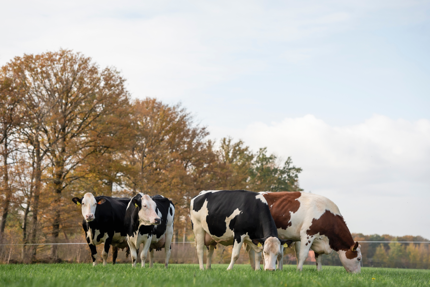 Cvc Cow Genetic traits - CRV