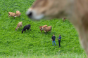 <p>CRV's breeding programme</p>