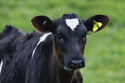 Early identification of persistently infected calves helps prevent the spread of BVD
