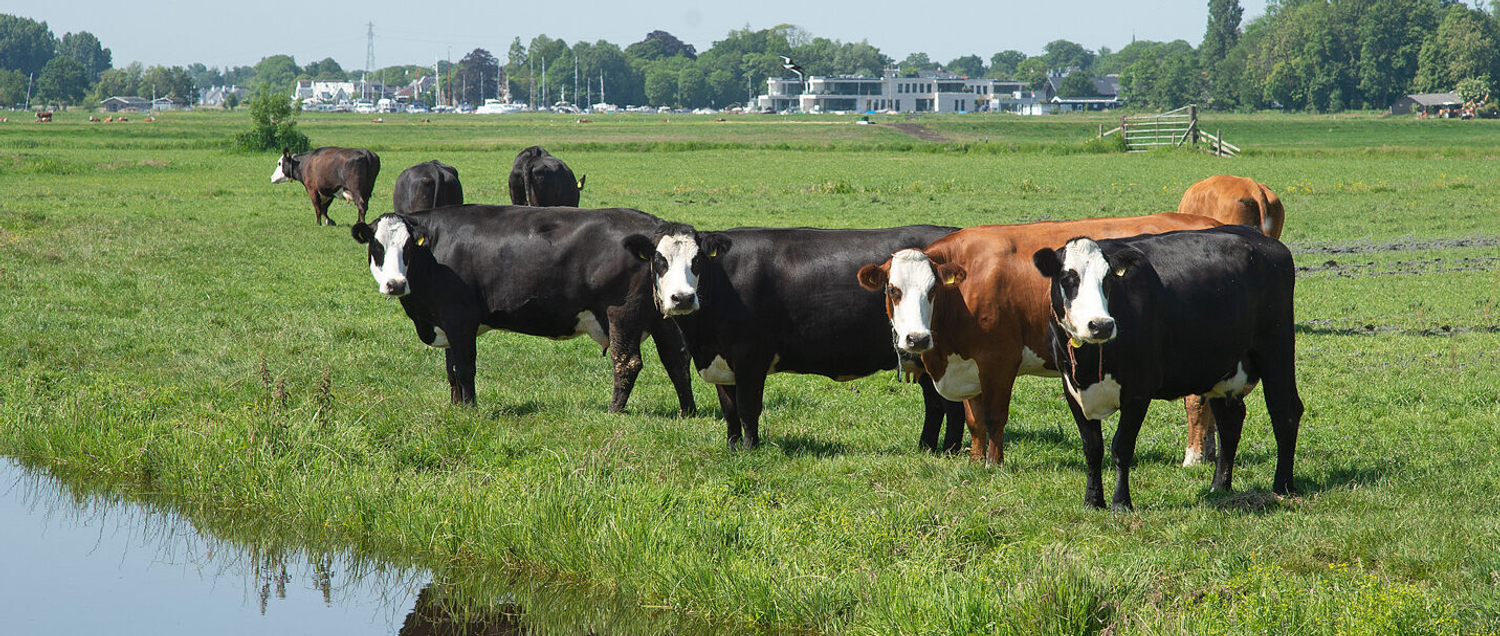 Overig dubbeldoel - CRV