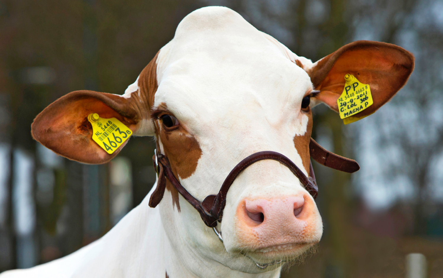 Cvc Cow Genetic traits - CRV