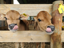 First CRV-sired calves signal next chapter at Donald’s Farm