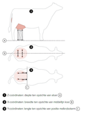 Speencoördinaten koeien