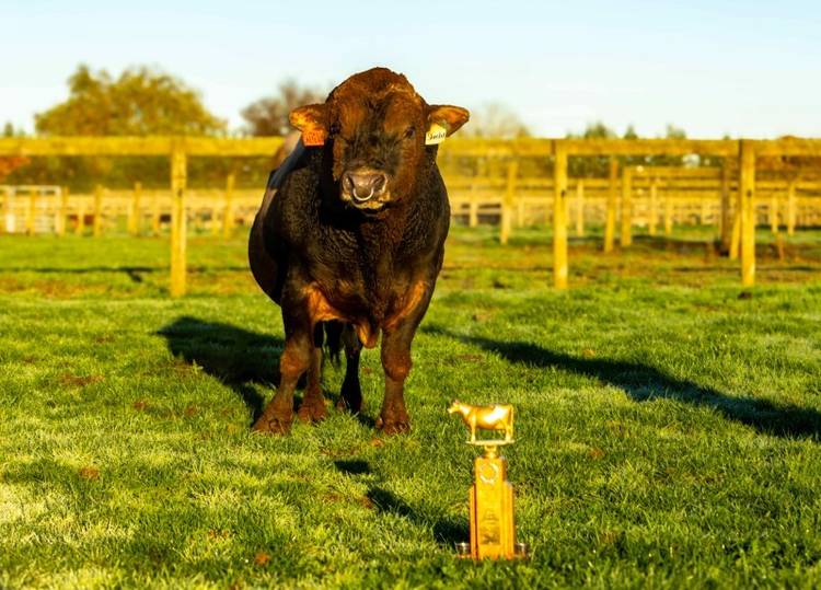 Northland bull wins prestigious national award - CRV