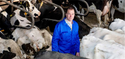 ‘Als je 185 koeien melkt, moet je het werk gemakkelijk maken’